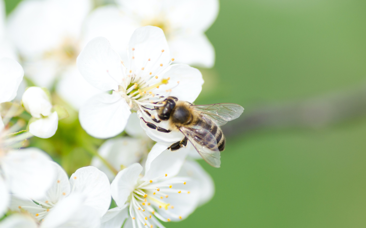 Čebela nabira med. Medovite rastline čebelam nudijo medičino in cvetni prah. 